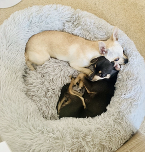 Dog & Cat Plush Calming Beds